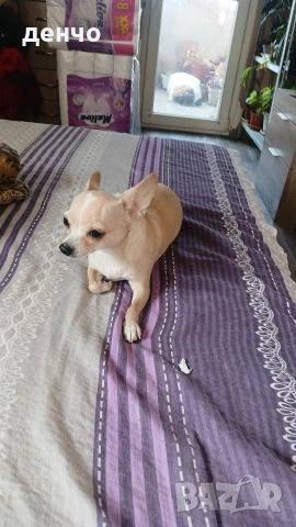 продавам чихопинчери, снимка 8 - Чихуахуа - 53018536