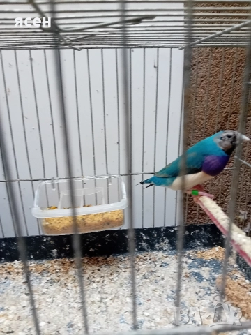 Продавам мъжка синя гулдова 2025г