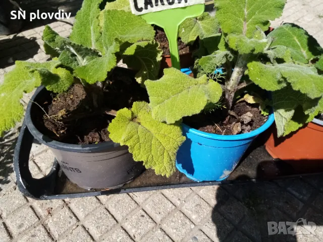 Салвия скларея