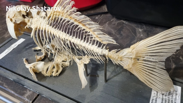 Стар анатомичен модел , снимка 5 - Други ценни предмети - 53830111