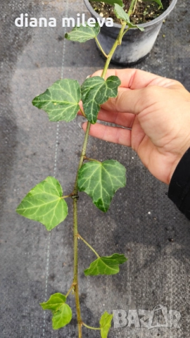 Обикновен бръшлян (hedera helix), студоустойчив, снимка 9 - Градински цветя и растения - 48092539