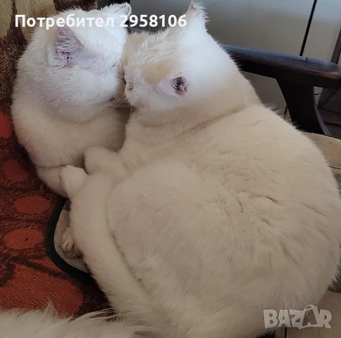 снежно бели котенца, 5мес., снимка 15 - Британска късокосместа - 56191125