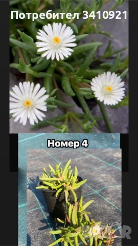 Делосперма 7 цвята, снимка 4 - Градински цветя и растения - 48993391