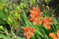 Домашна/китайска перуника (ирис, беламканда), леопардова лилия (Iris domestica (Belamcanda chinensis, снимка 1 - Градински цветя и растения - 36983552
