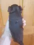 Йоркширски териер, тъмен шоколад., снимка 2