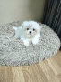 Мини малтийска болонка , снимка 4