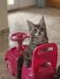 котенца Мейн Куун, снимка 15