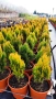 Източната туя Ауреа Нана, Thuja orientalis ‘Aurea Nana’, снимка 11