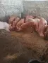 Продавам малки прасенца , снимка 1