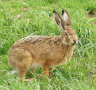 Купувам Див заек, снимка 1 - Други животни - 36439592