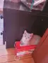 Британски късокосмести котета,  обезпаразитени с хигиенни навици , снимка 6
