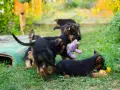 Чистокръвни немски овчарки , снимка 4