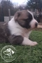 Кученца САО , АЛАБАЙ , Туркменски Вълкодав, снимка 11