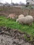 Продавам овце с малки агнета, снимка 9