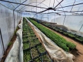 Разсад - домати, краставици, пипер, патладжани, пъпеши, дини и др., снимка 3