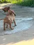 pitbuli svobodni , снимка 3