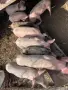 прасенца 18/20 килограма , снимка 2