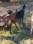    Продавам Англонубийски ярета и коза, снимка 7
