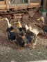 Патета юрдечки.., снимка 3