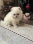 Померан мини, снимка 4