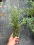 СРЕБРИСТА ХВОЙНА – Juniperus , снимка 2