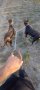 НОВО >>> Двоен повод за малки и големи кучета , снимка 6