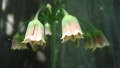 Самардала (Nectaroscordum siculum bulgaricum), снимка 1