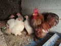 Мини кохини 4 ярки с петел, снимка 1