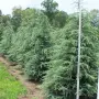 Хималайски кедър (дърво на боговете"), снимка 4