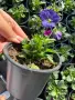 ❤️🌿🌸 Мини теменужки микс (Viola Superba Mini), снимка 11