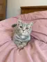 Британски  котета , снимка 3
