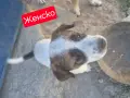 Продавам 3 мъжки 3 женски много добри кученца за двор да ви пазият , снимка 3