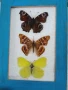 Пеперуди. Препарирани. Рамка. Естествени. Ръчно изработени , снимка 7