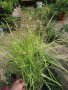 Карекс - Декоративна трева, снимка 16