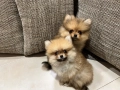 Померанчета 2 момче и 1 момиче, снимка 2