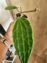 Хоя Macrophylla Albomarginata, снимка 1