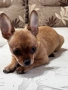 Уникално Мъжко Шоколадово Чихуахуа , снимка 4