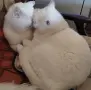 снежно бели котенца, 5мес., снимка 15