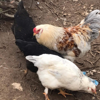 Зелени - Сини оплодени яйца, снимка 3 - Кокошки и пуйки - 44810267