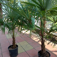 трахикарпус студоустойчиви палми, снимка 5 - Градински цветя и растения - 43204232