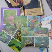 Колекция 600бр стари картички и календарчета, снимка 14 - Колекции - 39836540