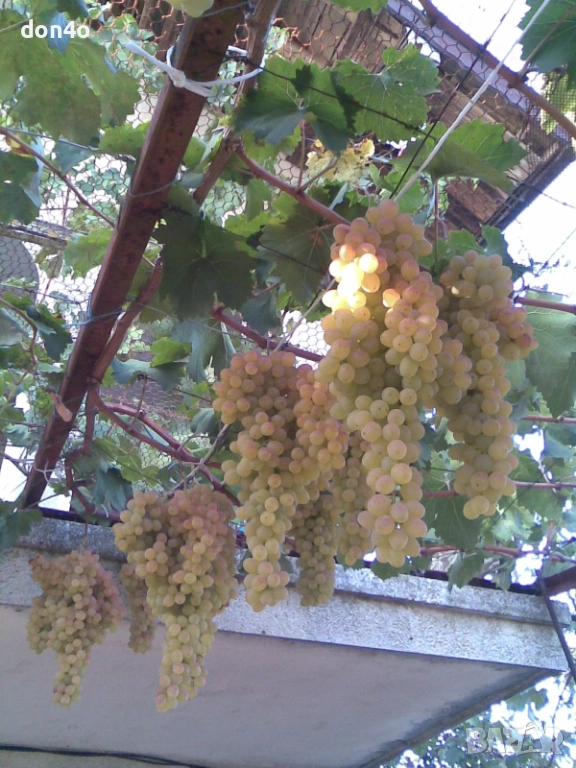 резитба  на  овощни дръвчета и   лози , снимка 1