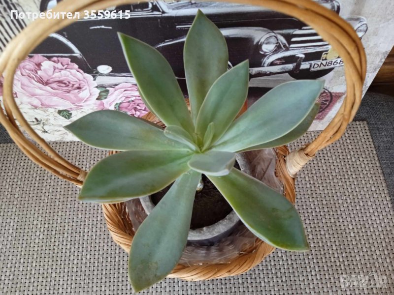 красиво екзотично растение в саксия от Остров Палма де Майорка., снимка 1