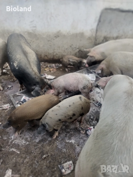 прасета малки и за клане, снимка 1