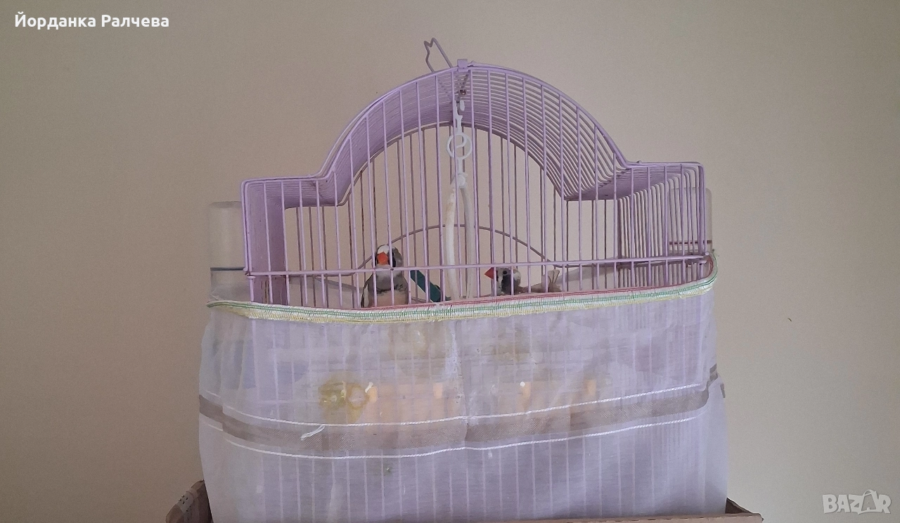 Птици Финки, снимка 1