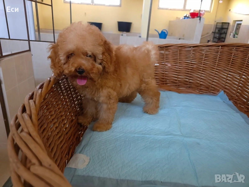 Мини пудел / Poodle, снимка 1
