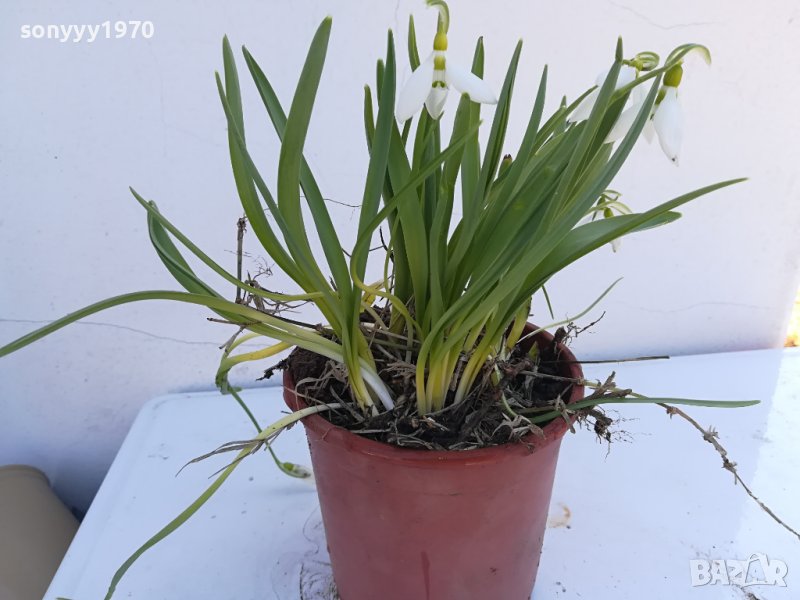 САКСИЯ С КОКИЧЕТА С ЛУКОВИЦИ 2402241515, снимка 1