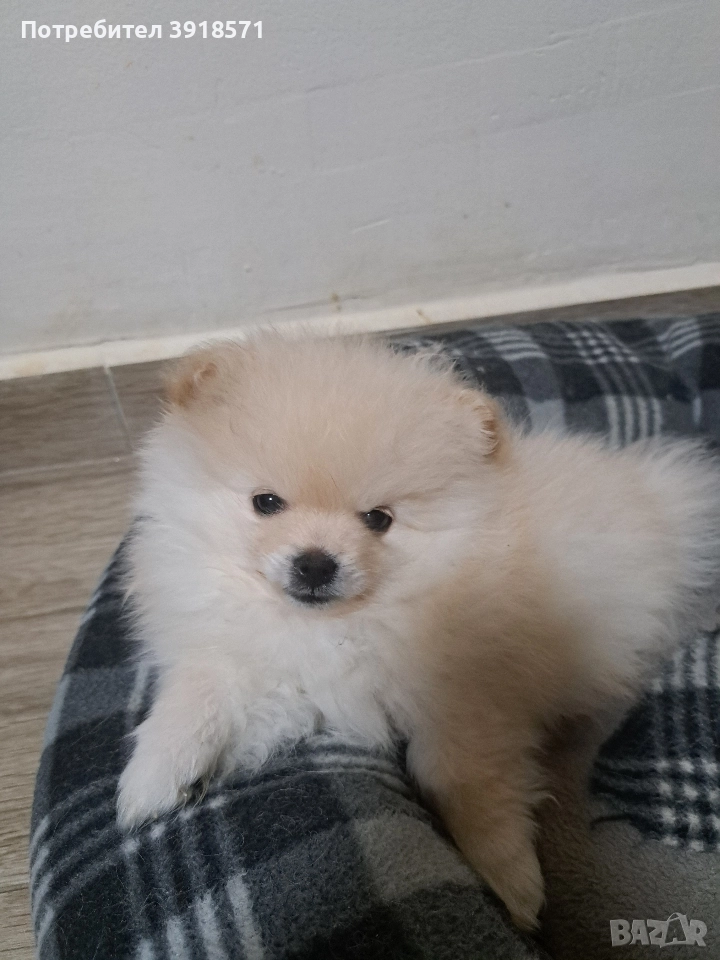 продавам померан момче, снимка 1