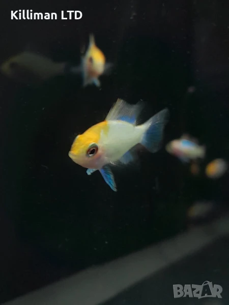 Апистограма рамирези Electric Blue Gold Head, снимка 1