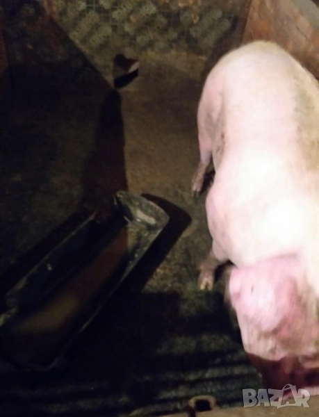 Прасета, снимка 1